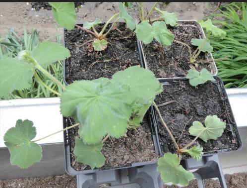 Vrouwenmantel (Alchemilla mollis) stekken te koop, Tuin en Terras, Planten | Tuinplanten, Vaste plant, Overige soorten, Zomer
