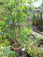 Pyrus Calleriana Chanticleer of Sierpeer in por, Overige soorten, Lente, 250 tot 400 cm, Ophalen