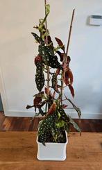 Kamerplant: stippenbegonia / stippenplant +/- 75 cm, Ophalen, Overige soorten, Halfschaduw, In pot