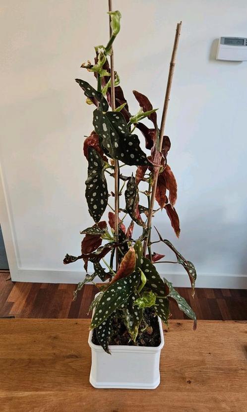 Kamerplant: stippenbegonia / stippenplant +/- 75 cm, Huis en Inrichting, Kamerplanten, Overige soorten, Minder dan 100 cm, Groene kamerplant
