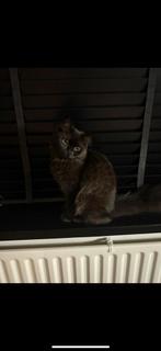 Britse langhaar kruising ragdol, Dieren en Toebehoren, Katten en Kittens | Dekkaters, 0 tot 2 jaar
