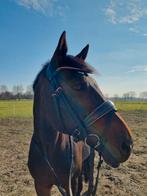 Horsegear rose hoofdstel, Ophalen of Verzenden, Zo goed als nieuw, Dressuur
