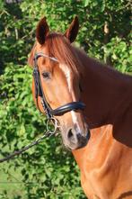 Te koop 4 jarige merrie, Merrie, Springpaard, B, Gechipt