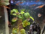 Guppies, Vis