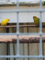 Stel kakariki en losse pop, Meerdere dieren, Parkiet, Geringd
