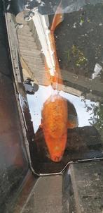 KOI  40 CM, Dieren en Toebehoren, Vissen | Vijvervissen, Karper of Koi