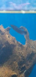 Betta vrouw., Vis, Zoetwatervis