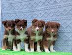 Enthousiaste 75% Australian Shepherd x 25% border collie 🐾, Dieren en Toebehoren, Parvo, 8 tot 15 weken, Collie, Meerdere