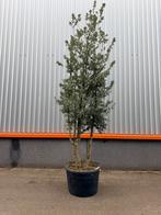 Mooie meerstammige quercus suber kurkeik, Ophalen of Verzenden, Zomer, Volle zon, Overige soorten