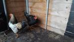 Haan Barnevelder kriel, Amrock groot, Wyandotte, Dieren en Toebehoren, Pluimvee, Mannelijk, Kip