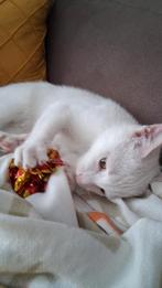 Zeer lieve kitten kater! lees de beschrijving!, Kater, Ontwormd, 0 tot 2 jaar