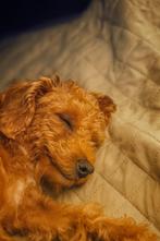 Labradoodle Multigen Pups puppy jonge hond Doodle Labrador, Rabiës (hondsdolheid), 15 weken tot 1 jaar, Overige rassen, Meerdere