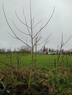 Walnotenbomen/boompjes, Overige soorten, Lente, 400 cm of meer, Ophalen