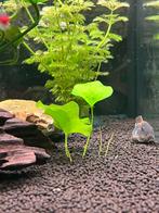 Aquarium plant Nymphoides "Taiwan", Dieren en Toebehoren, Vissen | Aquaria en Toebehoren, Ophalen, Zo goed als nieuw, Plant(en), Steen of Hout