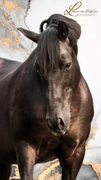 Leuk paard ter lease, Dieren en Toebehoren, Paarden en Pony's | Overige Paardenspullen, Ophalen, Gebruikt