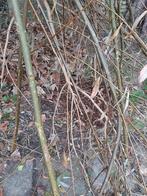 Flinke bos wilgentakken hout, Minder dan 3 m³, Ophalen