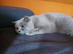 Britse korthaar 1.5 jaar oud, Dieren en Toebehoren, Katten en Kittens | Raskatten | Korthaar, 0 tot 2 jaar