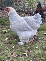 Bijzondere mooie grijs gezoomde brahma’s, Dieren en Toebehoren, Pluimvee, Mannelijk, Kip
