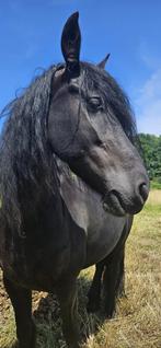Knappe fries, Dieren en Toebehoren, Paarden, Ruin, Recreatiepaard, 3 tot 6 jaar