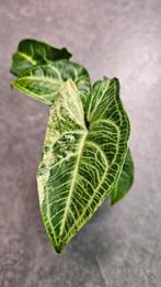 Syngonium Batik Variegata #4, Huis en Inrichting, Kamerplanten, Ophalen of Verzenden, Overige soorten, Minder dan 100 cm