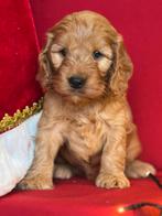 Cockapoo pups medium  doodle pups, Nederland, Overige rassen, 8 tot 15 weken, CDV (hondenziekte)