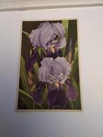 J. VOERMAN  JR/  IRIS GERMANICA 1935, Verzamelen, Ansichtkaarten | Themakaarten, Ophalen of Verzenden, 1920 tot 1940