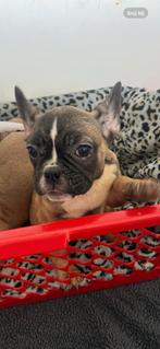Franse bulldog pups, Dieren en Toebehoren, Honden | Bulldogs, Pinschers en Molossers, CDV (hondenziekte), 8 tot 15 weken, Bulldog