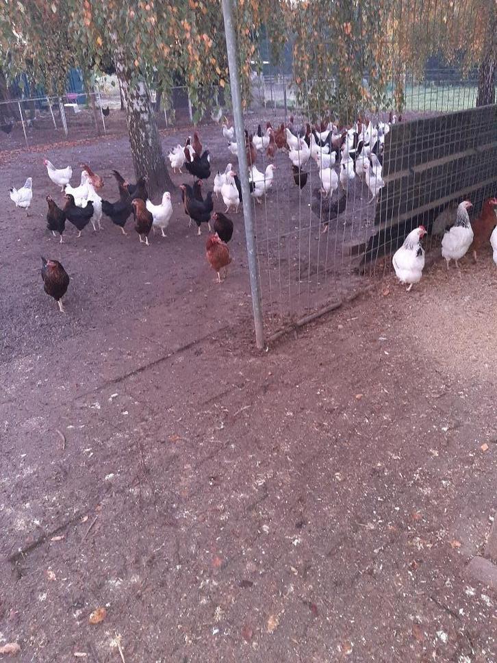 Grote keuze uit allerlei rassen kippen, Dieren en Toebehoren, Pluimvee, Kip, Vrouwelijk