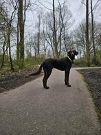Zini in nederland zoekt sportief gezin, Particulier, Rabiës (hondsdolheid), Buitenland, 1 tot 2 jaar