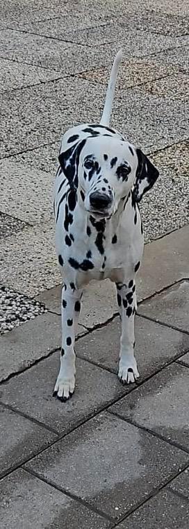 Dalmatiër met Stamboom beschikbaar voor biedingen