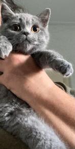 Super schattige Britse Korthaar kittens😻(mogen mee!), Meerdere dieren, Ontwormd