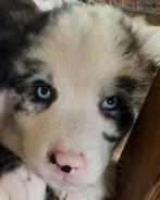 Vrolijke kruising Australian Shepherd pups blue merle&zwart., 8 tot 15 weken, CDV (hondenziekte), Meerdere, Meerdere dieren