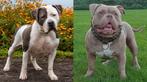 American Bully XL pups verwacht! ABKC stamboom, Dieren en Toebehoren, Overige rassen, CDV (hondenziekte), 8 tot 15 weken, Meerdere