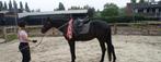 Schrik- en Obstakel training | Bomproof maken paard, Ophalen, Nieuw