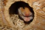 Goudhamsters, Dieren en Toebehoren, Knaagdieren, Hamster, Meerdere dieren, Tam, September