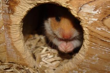 Goudhamsters beschikbaar voor biedingen