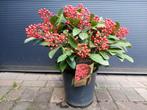 Skimmia Japonica ‘Pabella’ - Wintergroene heester H: 65 cm., Ophalen, Overige soorten, Struik, Minder dan 100 cm