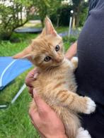 4 mooie speelse  kittens, Dieren en Toebehoren, Katten en Kittens | Raskatten | Korthaar, Meerdere dieren, 0 tot 2 jaar