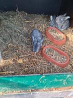 Jonge vlaamse reuzen, Dieren en Toebehoren, Konijnen, Meerdere dieren, Groot, 0 tot 2 jaar