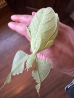 Eitjes van wandelend blad, Dieren en Toebehoren, Insecten en Spinnen, Wandelende tak