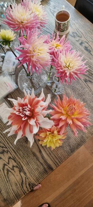 Prachtige Dahlia's beschikbaar voor biedingen