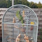 Surinaamse geelvoorhoofd amazone, Mannelijk, Papegaai