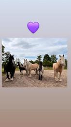 Stalhulp gezocht, Ophalen of Verzenden, Nieuw