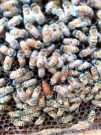 Buckfast bijenvolken bijenvolk dadant US, Dieren en Toebehoren, Insecten en Spinnen, Bijen