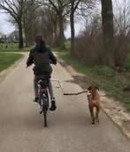 Hondenbeugel fiets, Ophalen