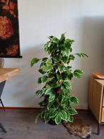 Decoratieve plant/boom 100cm - Realistische look, Huis en Inrichting, Kamerplanten, Ophalen of Verzenden