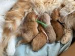 Lieve Siberische kittens, Dieren en Toebehoren, Meerdere dieren, Ontwormd, 0 tot 2 jaar