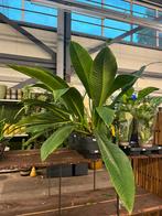 Philodendron met lange elegante bladeren (80 cm), Ophalen of Verzenden