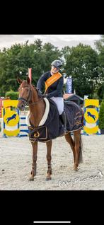 Mooie kwpn merrie, Dieren en Toebehoren, Paarden, Merrie, Springpaard, B, Gechipt