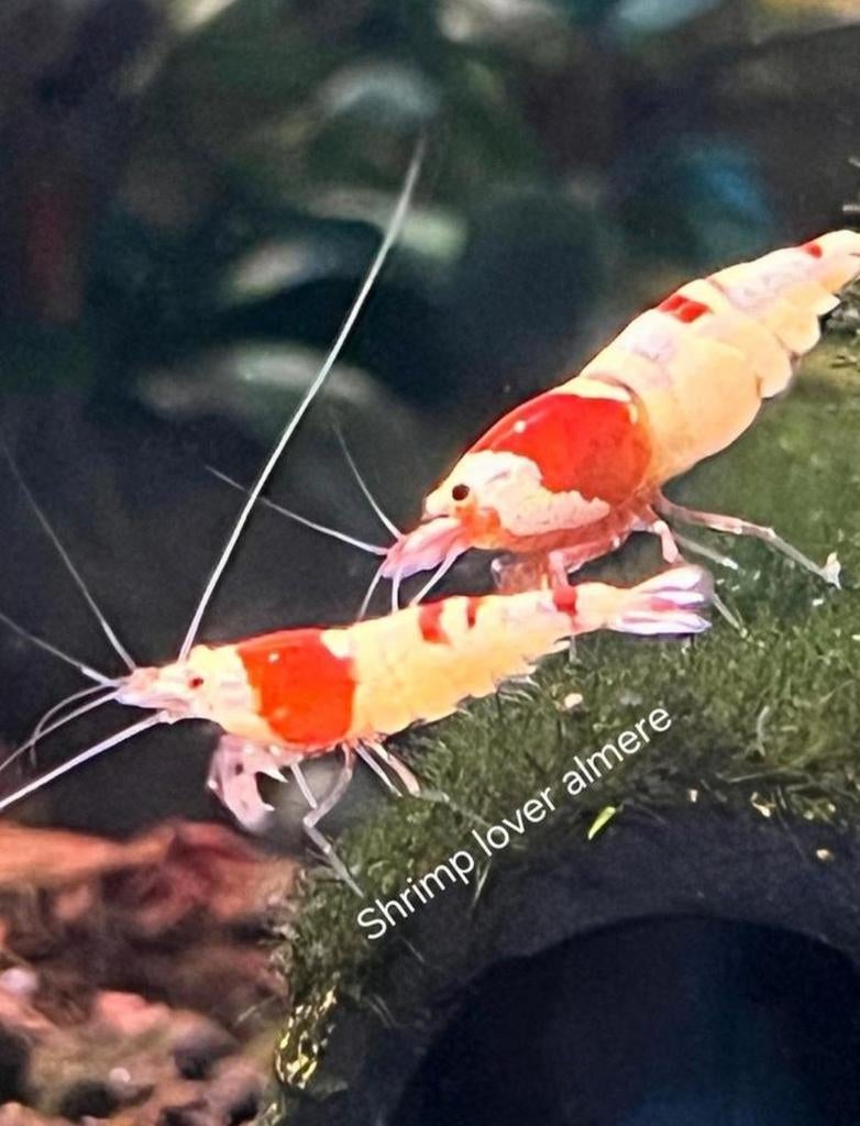 Pure red line (prl) aquarium garnalen., Kreeft, Krab of Garnaal, Zoetwatervis